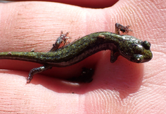 Aneides flavipunctatus