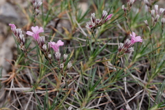 Acantholimon