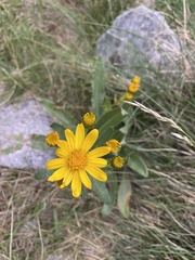 Senecio pyrenaicus