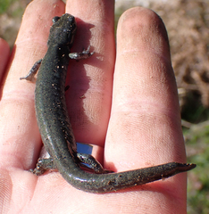 Aneides flavipunctatus