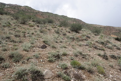 Acantholimon