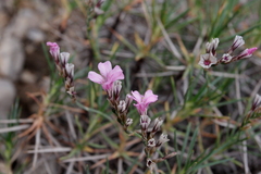 Acantholimon