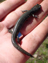 Aneides flavipunctatus