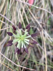 Chaerophyllum eriopodum