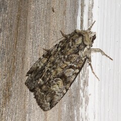 Anaplectoides pressus