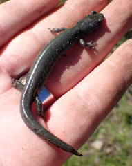 Aneides flavipunctatus