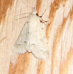 Acronicta innotata