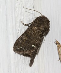 Melanchra pulverulenta