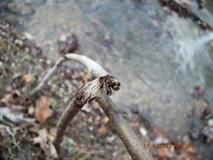 Allocapnia vivipara