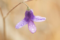 Conanthera campanulata
