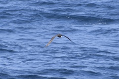 Procellaria aequinoctialis