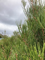 Hakea drupacea