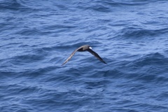 Procellaria aequinoctialis
