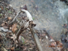Allocapnia vivipara