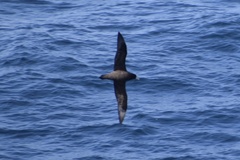 Procellaria aequinoctialis