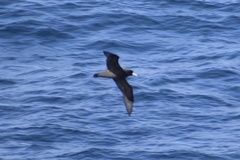 Procellaria aequinoctialis