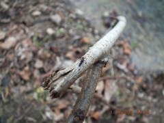 Allocapnia vivipara