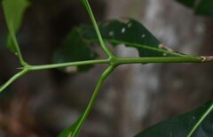 Chionanthus ramiflorus