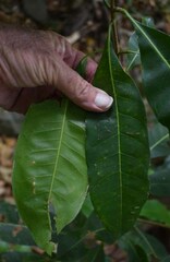Chionanthus ramiflorus