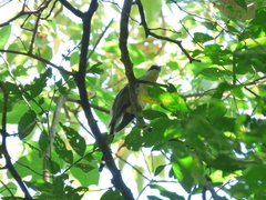 Coccyzus melacoryphus