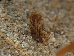 Amphipoda