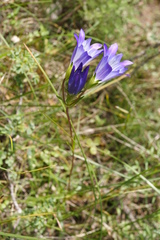 Gentiana olivieri
