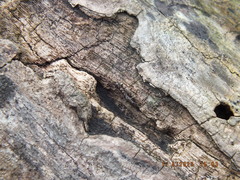 Allocapnia vivipara
