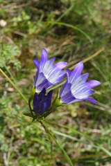 Gentiana olivieri