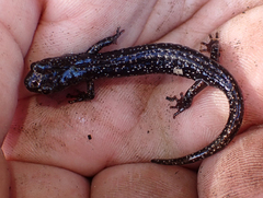 Aneides flavipunctatus