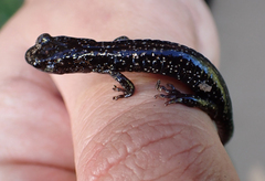 Aneides flavipunctatus