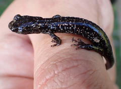 Aneides flavipunctatus