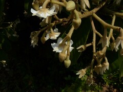Vateria indica
