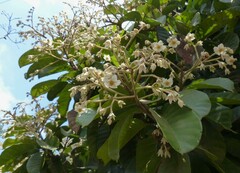 Vateria indica