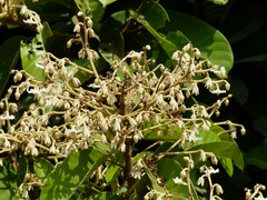Vateria indica