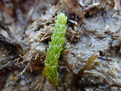Caulerpa brownii