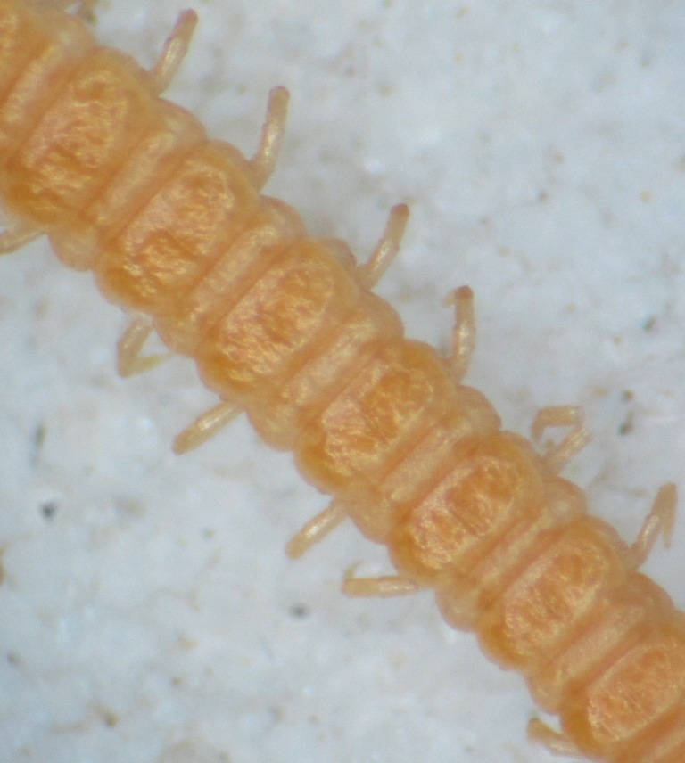 Dignathodon microcephalus Lucas, 1846