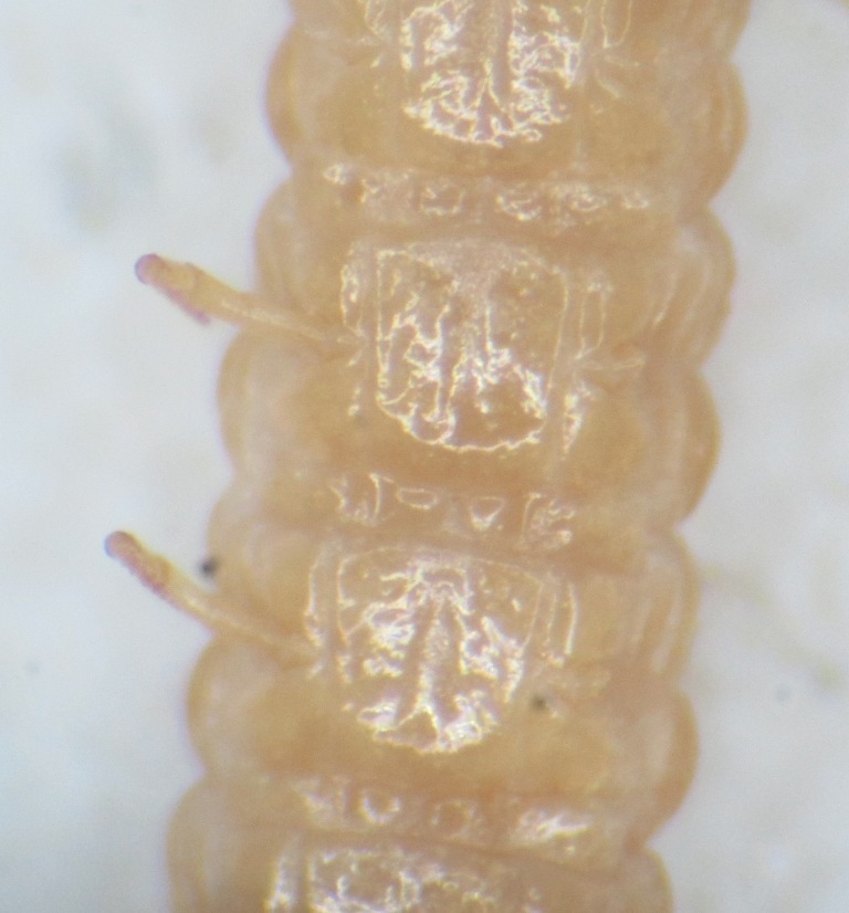 Dignathodon microcephalus Lucas, 1846