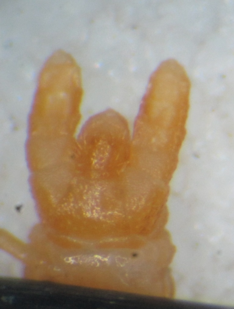 Dignathodon microcephalus Lucas, 1846