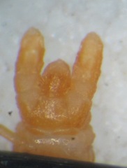 Dignathodon microcephalus