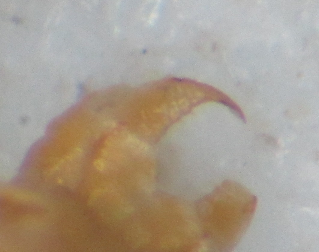 Dignathodon microcephalus Lucas, 1846
