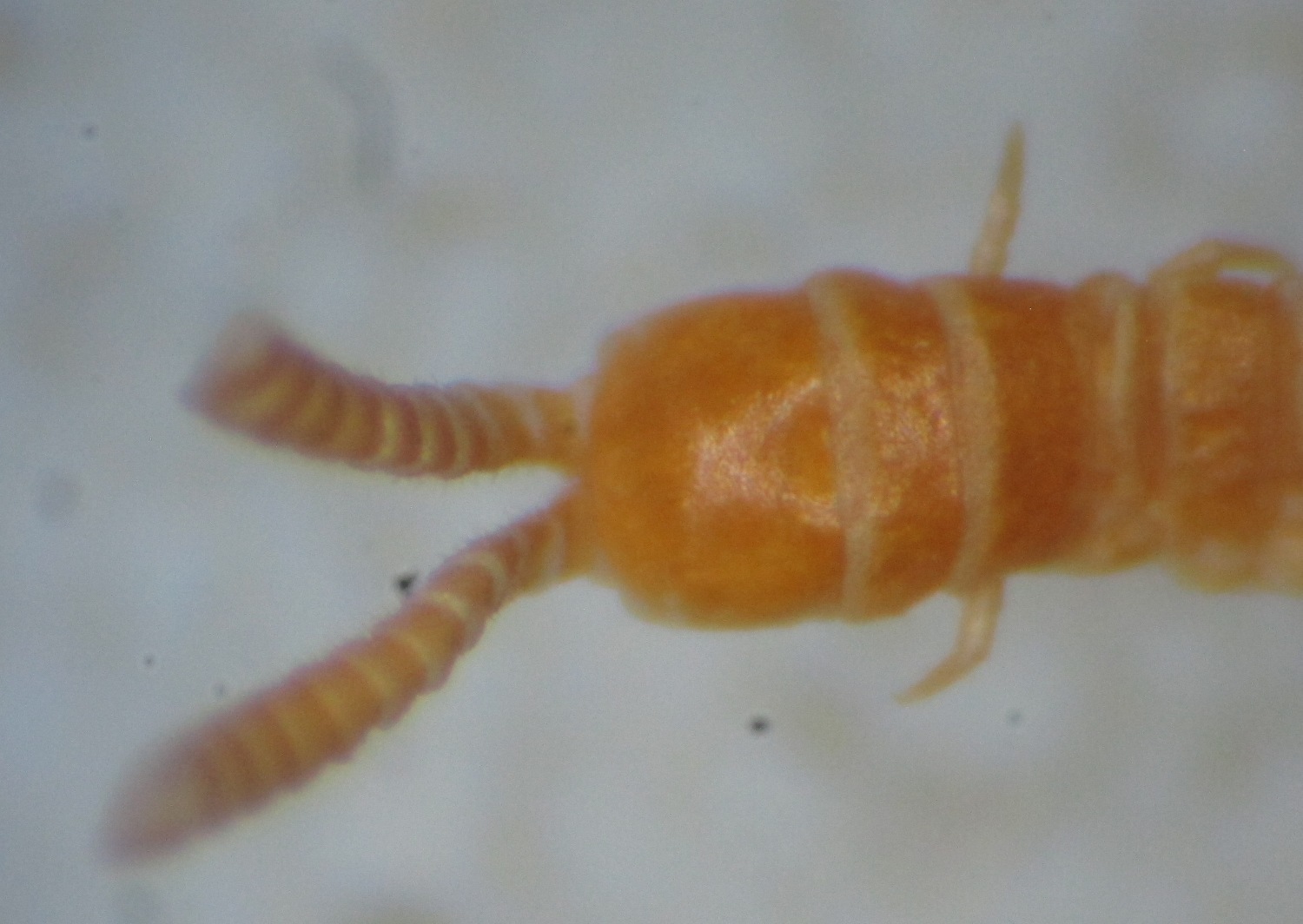 Dignathodon microcephalus Lucas, 1846