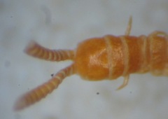 Dignathodon microcephalus