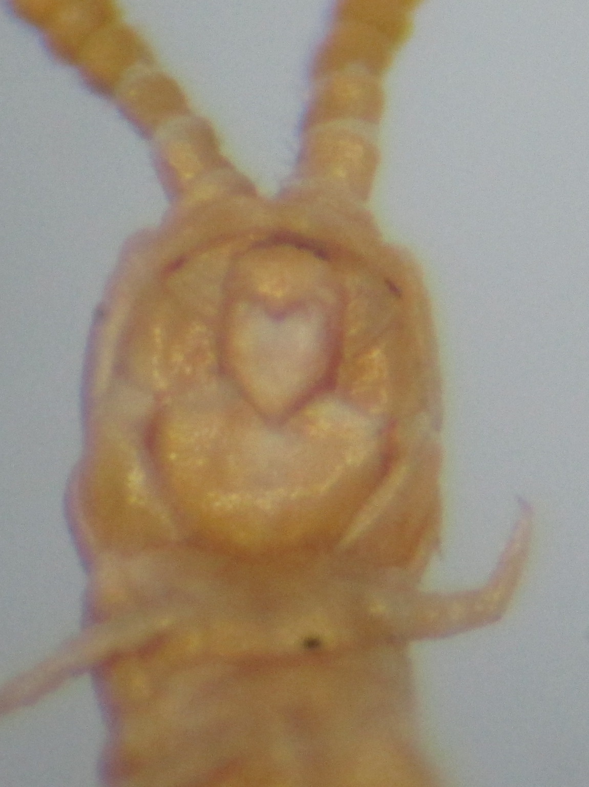 Dignathodon microcephalus Lucas, 1846