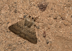 Pandesma robusta