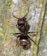 Dolichoderus