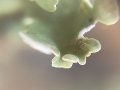 Cladonia apodocarpa
