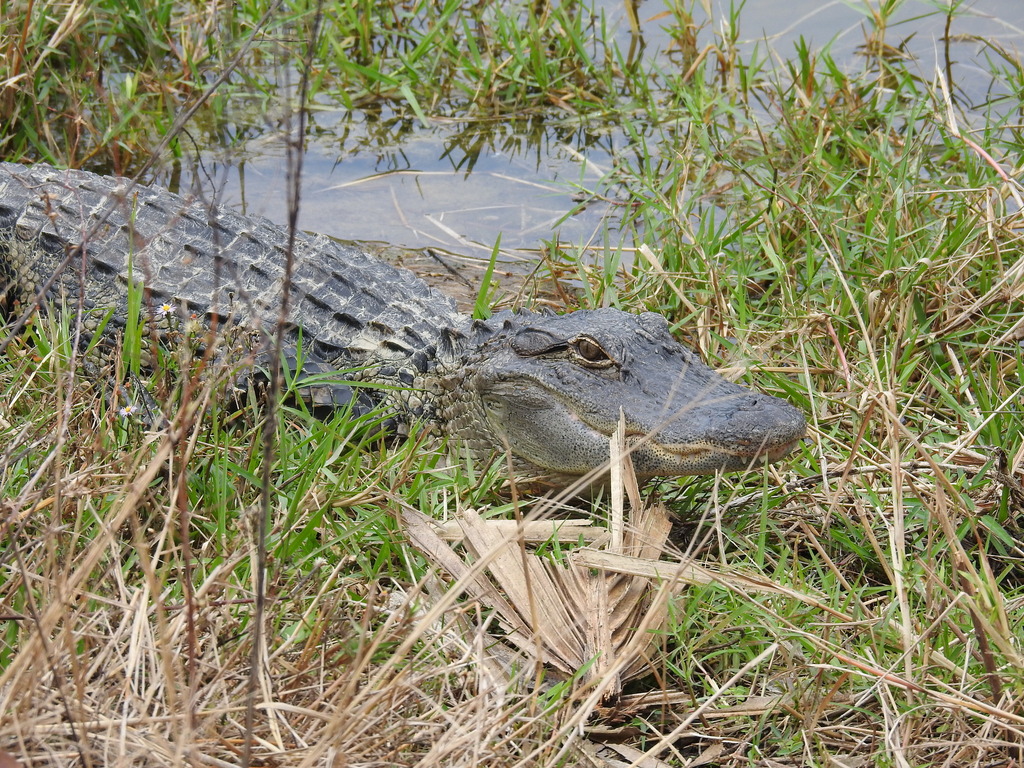 American Alligator from Port Charlotte, FL, USA on January 23, 2023 at ...