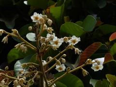 Vateria indica