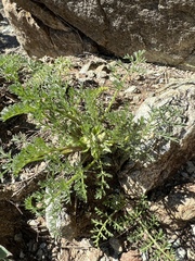 Lomatium dasycarpum