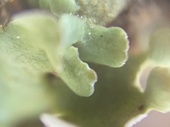 Cladonia apodocarpa